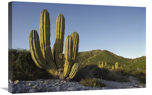 Global Gallery GCS-395644-2030-142 20 x 30 in. Giant Cardon Cactus San