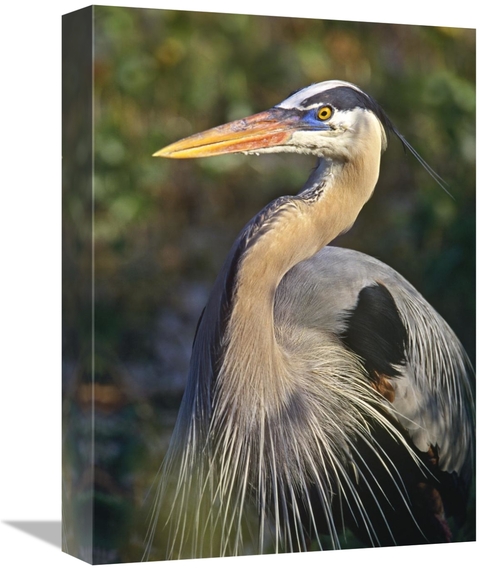 Global Gallery GCS-396130-1216-142 12 x 16 in. Great Blue Heron Portra