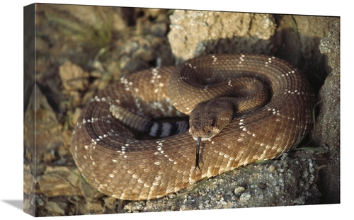 Global Gallery GCS-450735-1624-142 16 x 24 in. Red Rattlesnake Sensing