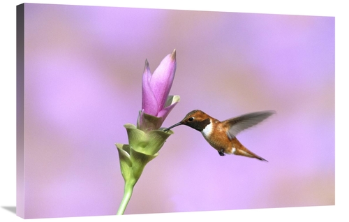 Global Gallery GCS-453274-2436-142 24 x 36 in. Rufous Hummingbird Male