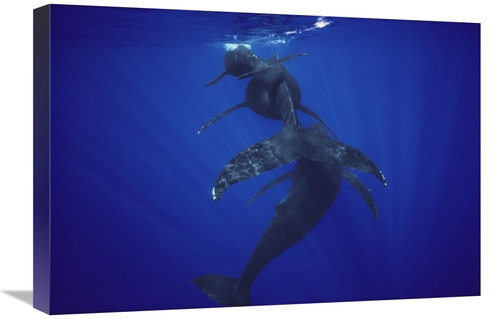 Global Gallery GCS-450580-1624-142 16 x 24 in. Humpback Whale Calf,