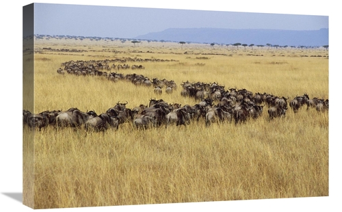 Global Gallery GCS-452947-1624-142 16 x 24 in. Blue Wildebeest Herd Mi