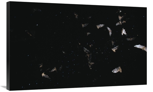 Global Gallery GCS-452520-40-142 40 in. Bats Flying Against Starry Nig