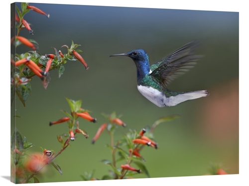 Global Gallery GCS-396534-3040-142 30 x 40 in. White-Necked Jacobin Hu