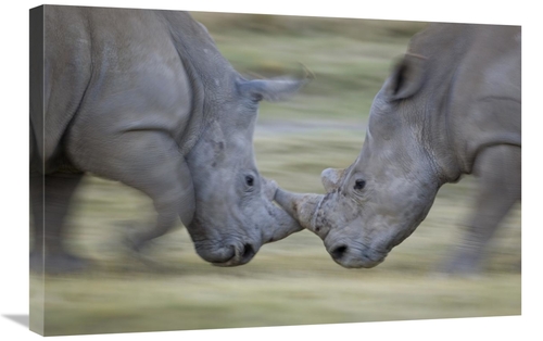 Global Gallery GCS-395317-2030-142 20 x 30 in. White Rhinoceros Males 