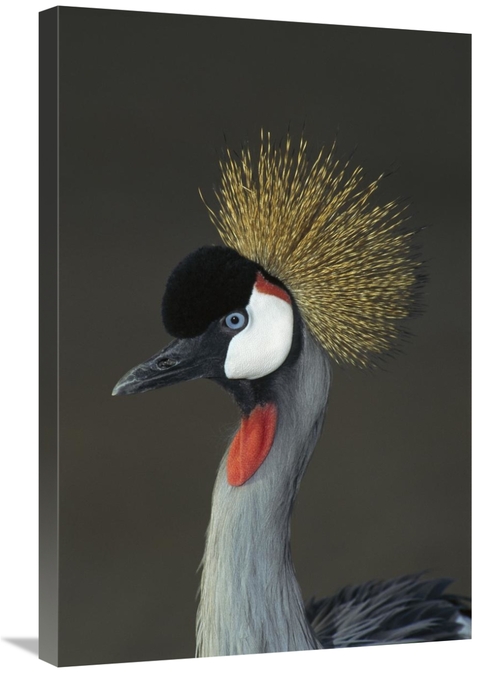 Global Gallery GCS-450822-2030-142 20 x 30 in. Grey Crowned Crane Port