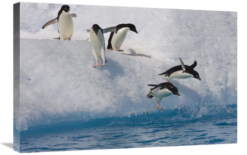 Global Gallery GCS-395873-2030-142 20 x 30 in. Adelie Penguin Group Ju