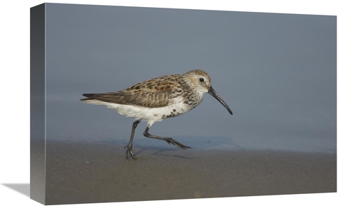 Global Gallery GCS-453329-1218-142 12 x 18 in. Dunlin Walking Along Sh