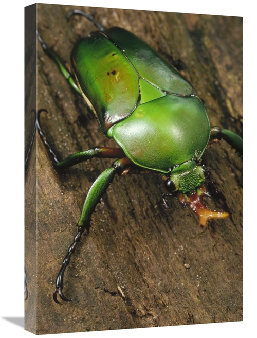 Global Gallery GCS-450700-1624-142 16 x 24 in. June Beetle Portrait