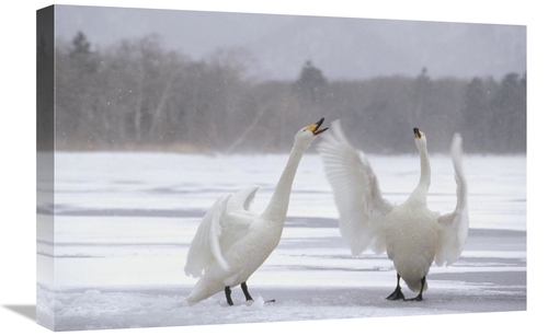 Global Gallery GCS-452410-1624-142 16 x 24 in. Whooper Swan Pair Argui
