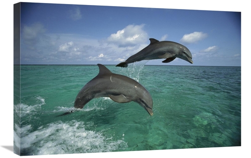Global Gallery GCS-452637-2030-142 20 x 30 in. Bottlenose Dolphin Pair
