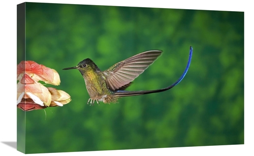 16 x 24 in. Violet-Tailed Sylph Hummingbird VIsiting Flower, Andes