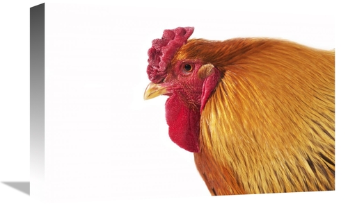 Global Gallery GCS-397525-1218-142 12 x 18 in. Domestic Chicken, P