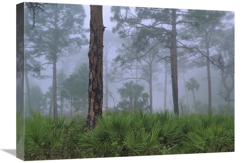 Global Gallery GCS-396620-1824-142 18 x 24 in. Saw Palmetto & Pine Tre