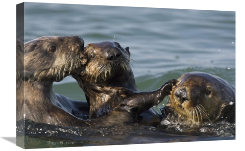 Global Gallery GCS-395874-1624-142 16 x 24 in. Sea Otter Bachelor Male