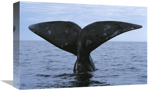 Global Gallery GCS-453570-1218-142 12 x 18 in. Southern Right Whale Di