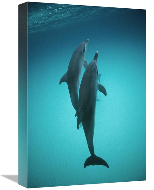 Global Gallery GCS-450671-1218-142 12 x 18 in. Atlantic Spotted Dolphi