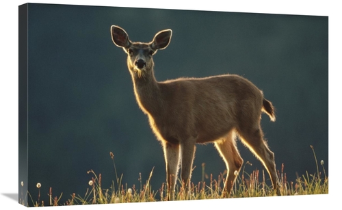 Global Gallery GCS-396260-2030-142 20 x 30 in. Mule Deer Portrait in A