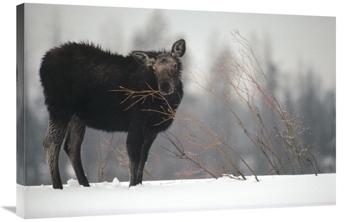 Global Gallery GCS-451878-2436-142 24 x 36 in. Moose Cow Feeding on A 