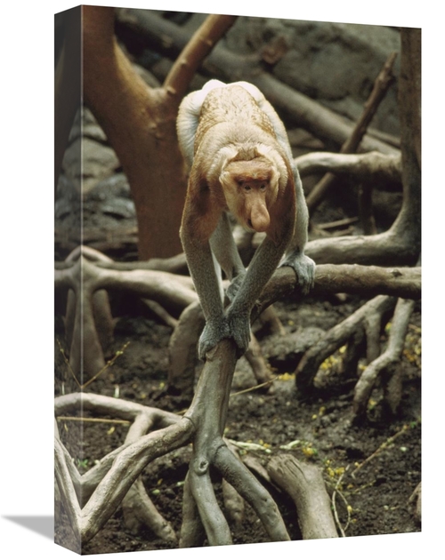 12 x 18 in. Proboscis Monkey Walking Along Tree Roots, Borneo Art 