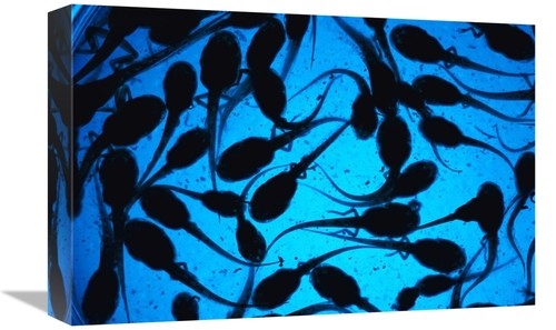 Global Gallery GCS-453368-1218-142 12 x 18 in. Cayenne Slender-Legged 