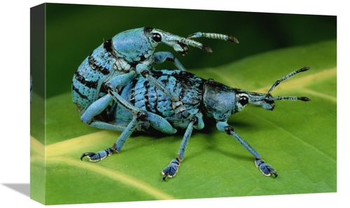 Global Gallery GCS-450984-1218-142 12 x 18 in. True Weevil Pair Mating