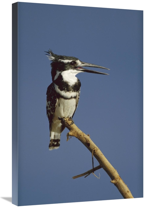 Global Gallery GCS-395987-2030-142 20 x 30 in. Pied Kingfisher Calling