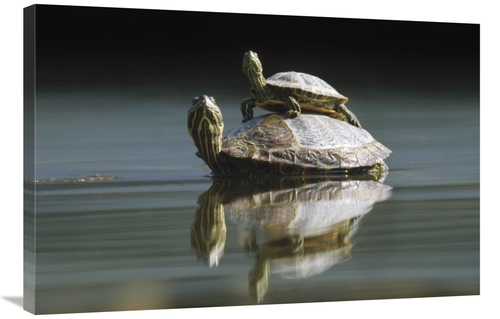 Global Gallery GCS-398511-2436-142 24 x 36 in. Red-Eared Slider Turtle