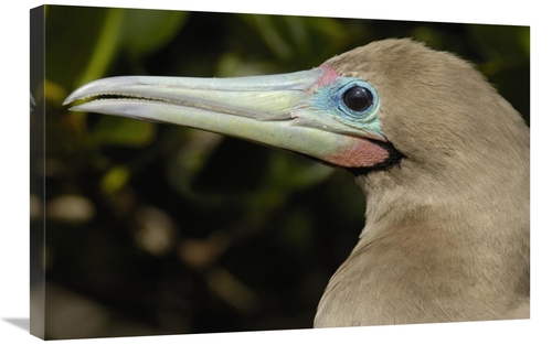 Global Gallery GCS-453056-2030-142 20 x 30 in. Red-Footed Booby Close 