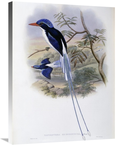 Global Gallery GCS-277778-30-142 30 in. Port-Moresby Racket-Tailed Kin