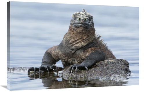 Global Gallery GCS-395629-2436-142 24 x 36 in. Marine Iguana on Rock i