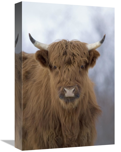 Global Gallery GCS-451945-1218-142 12 x 18 in. Cattle, A Highland 