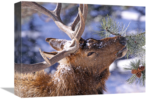 Global Gallery GCS-486504-16-142 16 in. Winter Feeding Art Print - Vic