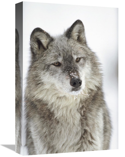 Global Gallery GCS-396296-1218-142 12 x 18 in. Timber Wolf Portrait wi