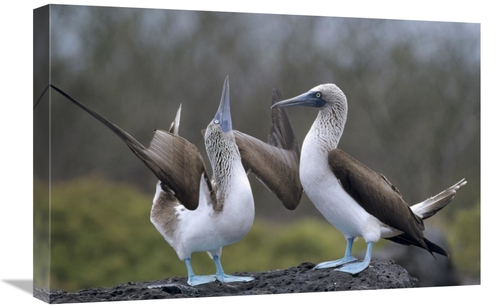 Global Gallery GCS-451381-1624-142 16 x 24 in. Blue-Footed Booby Pair 