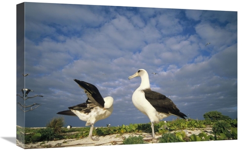 Global Gallery GCS-451424-1624-142 16 x 24 in. Laysan Albatross Courts