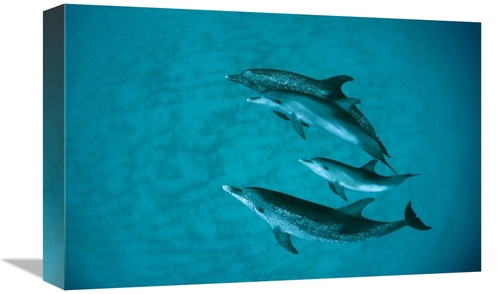 Global Gallery GCS-397853-1218-142 12 x 18 in. Atlantic Spotted Dolphi