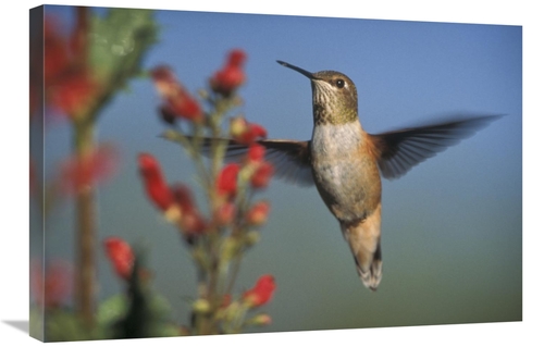 Global Gallery GCS-396837-2030-142 20 x 30 in. Rufous Hummingbird Feed