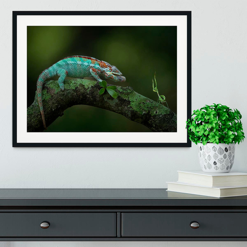 Chamelon Catching Its Prey Framed Print