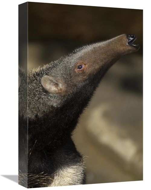 Global Gallery GCS-450875-1218-142 12 x 18 in. Giant Anteater Profile&