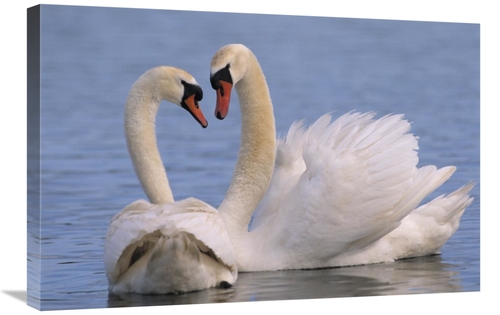Global Gallery GCS-395570-2030-142 20 x 30 in. Mute Swan Pair Courting