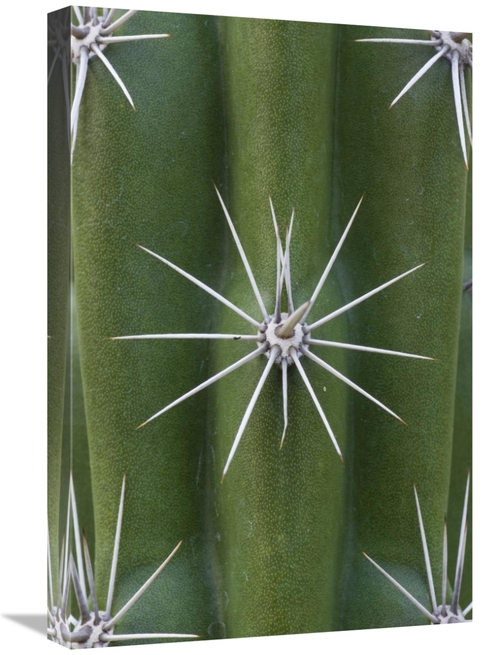 Global Gallery GCS-395303-1624-142 16 x 24 in. Cactus Spines, Sagu