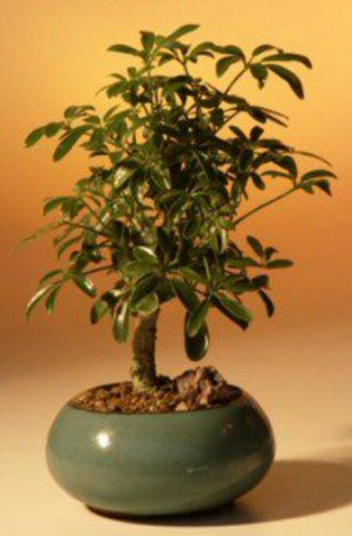 Hawaiian Umbrella Bonsai Tree - Small(arboricola schefflera