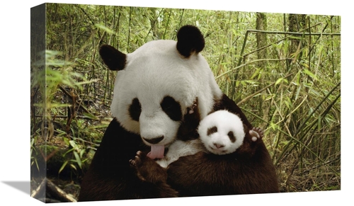 Global Gallery GCS-395898-1218-142 12 x 18 in. Giant Panda Gongzhu & C