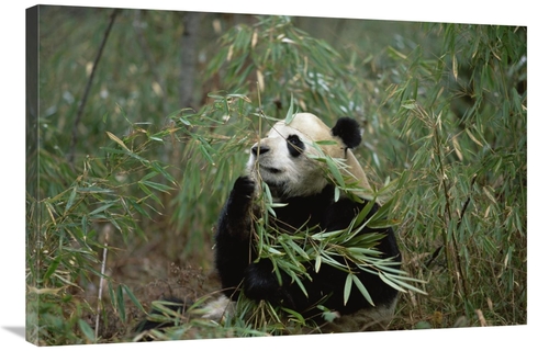 Global Gallery GCS-398498-2436-142 24 x 36 in. Giant Panda Eating Bamb