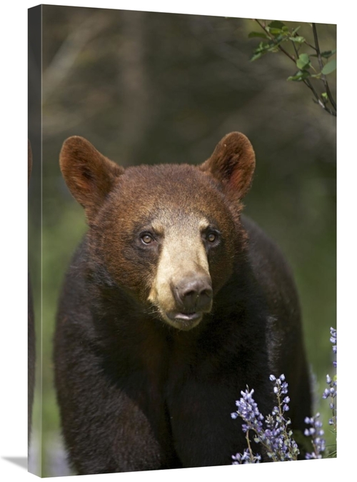 Global Gallery GCS-396020-2030-142 20 x 30 in. Black Bear Portrait&#44