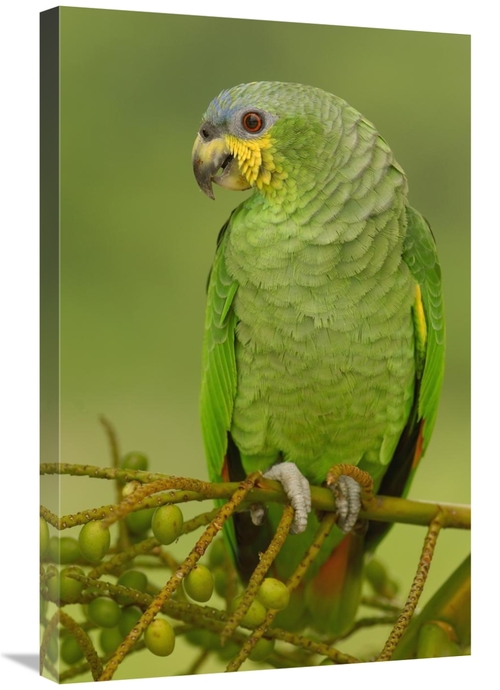 Global Gallery GCS-453218-2030-142 20 x 30 in. Orange-Winged Parrot Pe