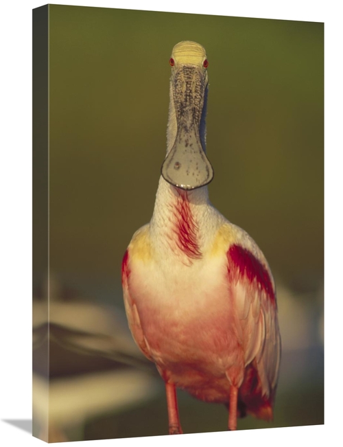 Global Gallery GCS-396498-1624-142 16 x 24 in. Roseate Spoonbill Adult
