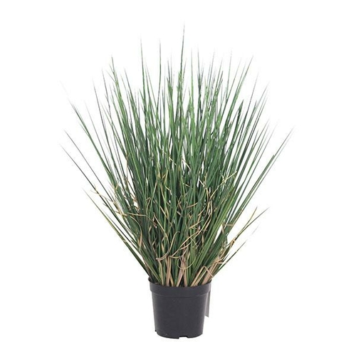 Grass In Plastic Pot 50cm