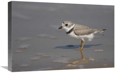 Global Gallery GCS-453332-1624-142 16 x 24 in. Piping Plover Wading in